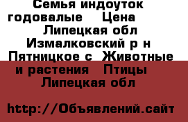 Семья индоуток, годовалые. › Цена ­ 2 500 - Липецкая обл., Измалковский р-н, Пятницкое с. Животные и растения » Птицы   . Липецкая обл.